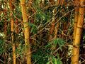 bamboo forest scene1980s 1990s A4 Photo Print