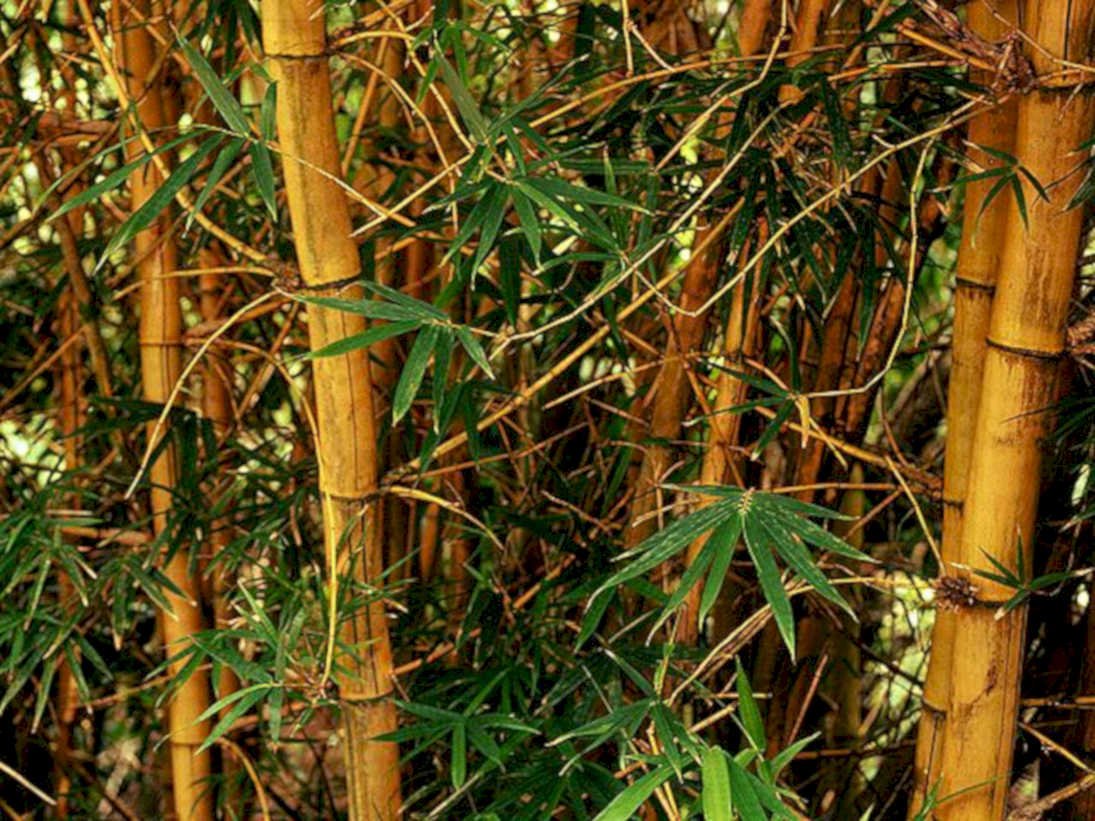 bamboo forest scene1980s 1990s A4 Photo Print