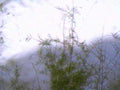 bamboo grove morning1980s 1990s A4 Photo Print