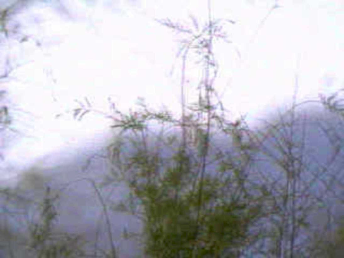 bamboo grove morning1980s 1990s A4 Photo Print