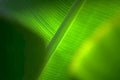 banana leaf detail 1 Tropical Plant 1980s A4 Photo Print