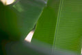 banana leaf detail 3 Tropical Plant 1980s A4 Photo Print