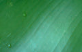 banana leaf droplets Vintage A4 Photo Print