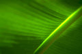banana leaf greenlight Tropical Plant 1980s A4 Photo Print