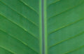banana leaf macro Vintage A4 Photo Print