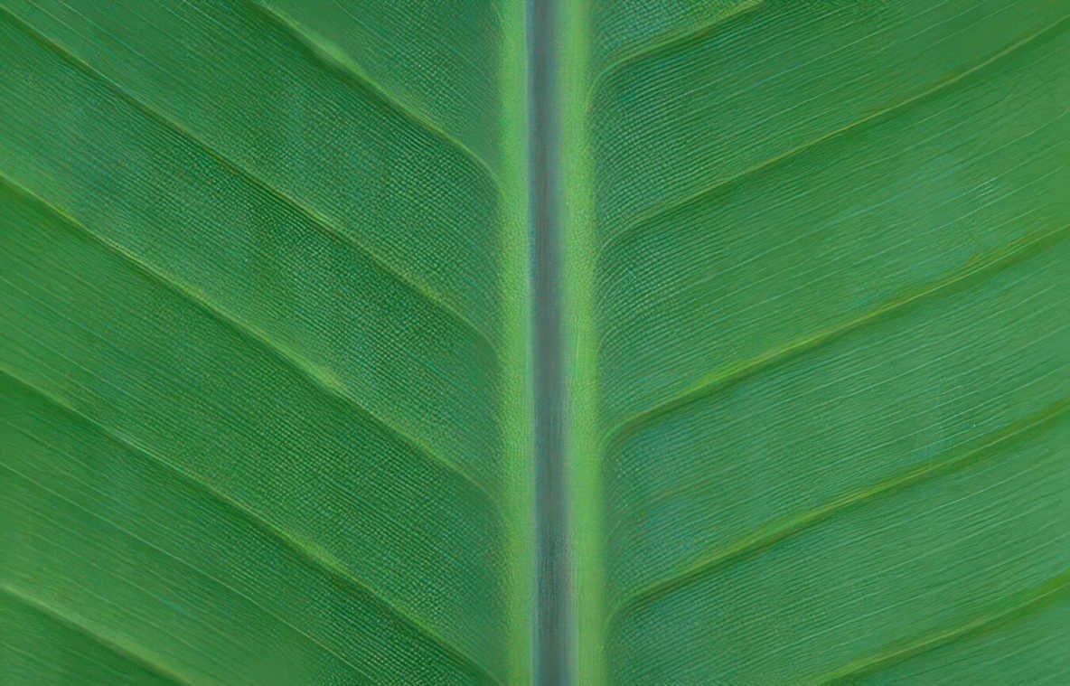 banana leaf macro Vintage A4 Photo Print