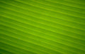 banana leaf pattern Vintage A4 Photo Print