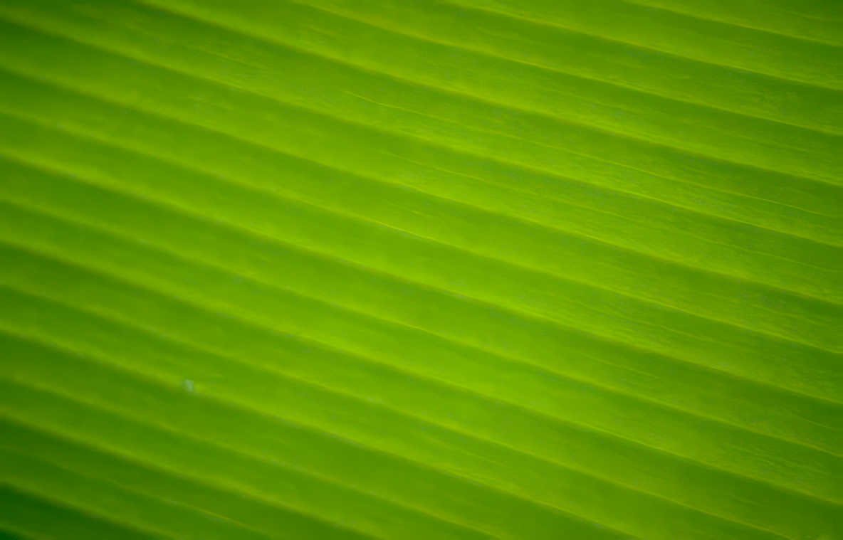 banana leaf pattern Vintage A4 Photo Print