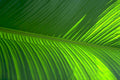 banana leaf ridges Tropical Plant 1980s A4 Photo Print