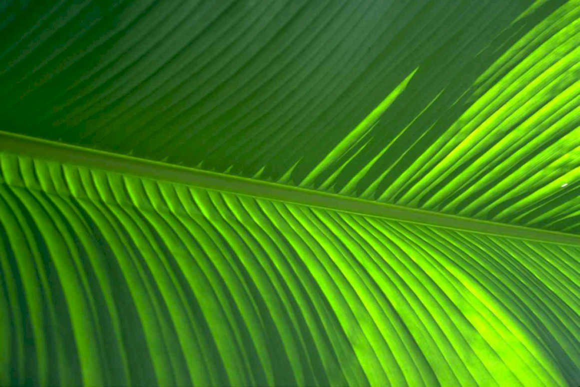 banana leaf ridges Tropical Plant 1980s A4 Photo Print
