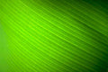 banana leaf texture 1 Tropical Plant 1980s A4 Photo Print