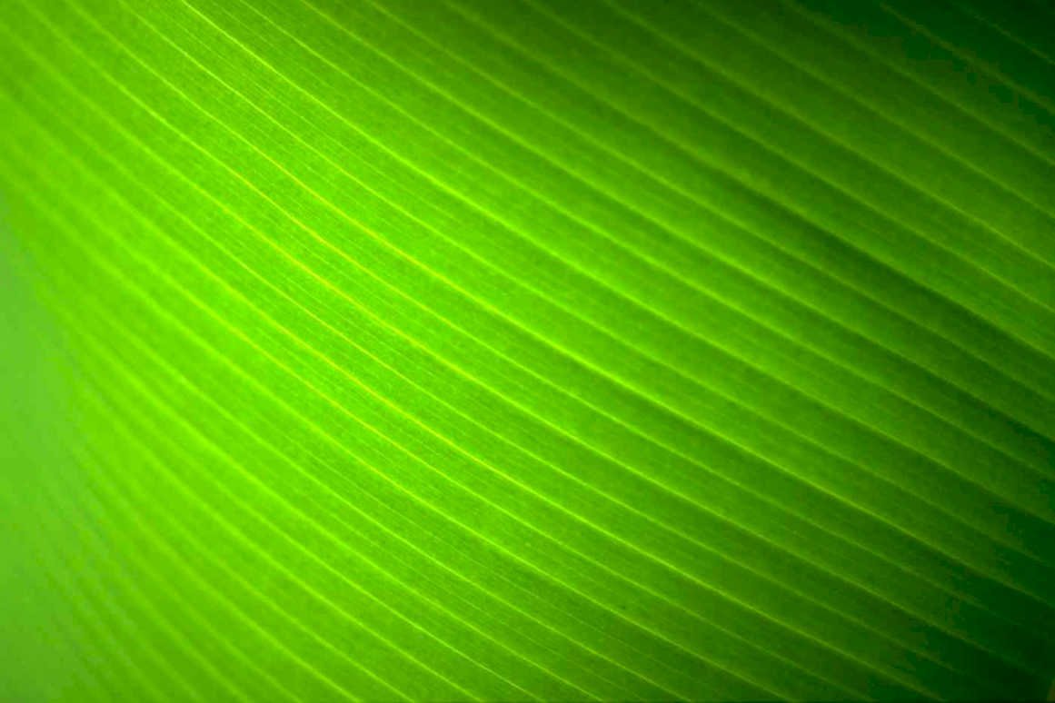 banana leaf texture 1 Tropical Plant 1980s A4 Photo Print