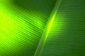 banana leaf texture 2 Tropical Plant 1980s A4 Photo Print