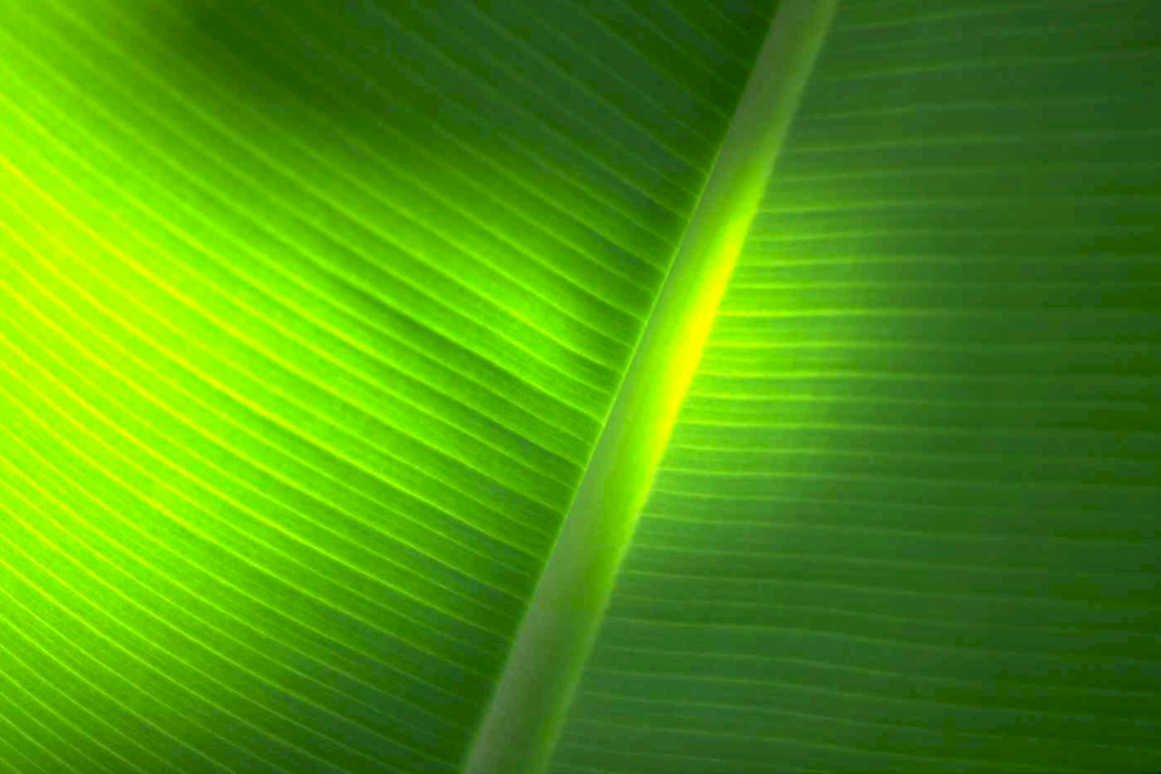 banana leaf texture 2 Tropical Plant 1980s A4 Photo Print