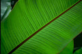banana leaf veins 2 Tropical Plant 1980s A4 Photo Print
