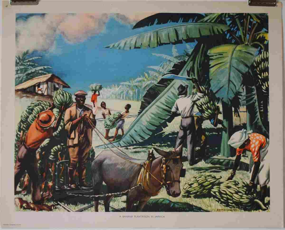 banana plantation Advert A4 Photo Print