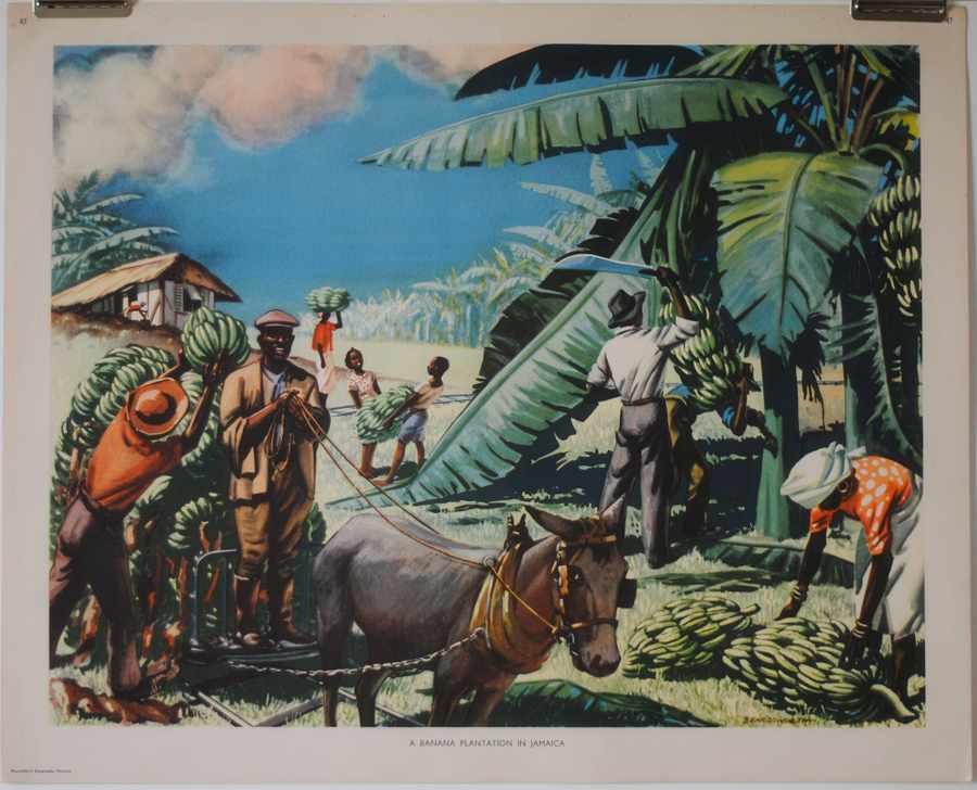 banana plantation Vintage Advert A4 Photo Print