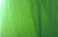 bananaleaf sunlit detail Vintage A4 Photo Print