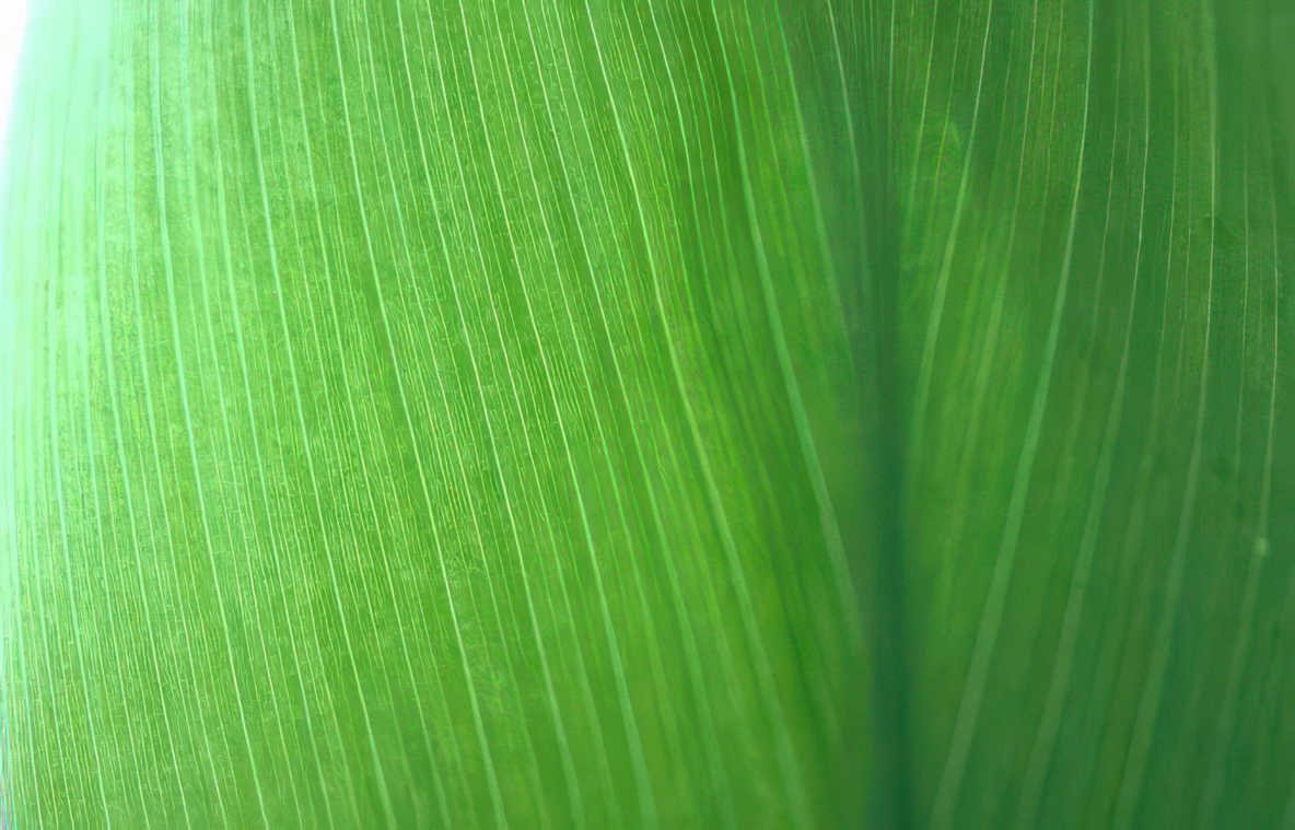 bananaleaf sunlit detail Vintage A4 Photo Print