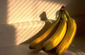 bananas concrete shadow A4 Photo Print