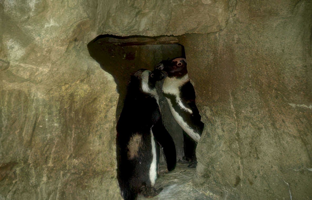 banded meerkat cave Vintage A4 Photo Print