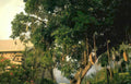 banyan hanging fruit GIGA 2