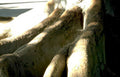banyan root system Vintage A4 Photo Print