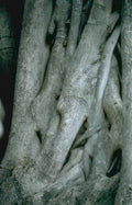 banyan roots texture Vintage A4 Photo Print