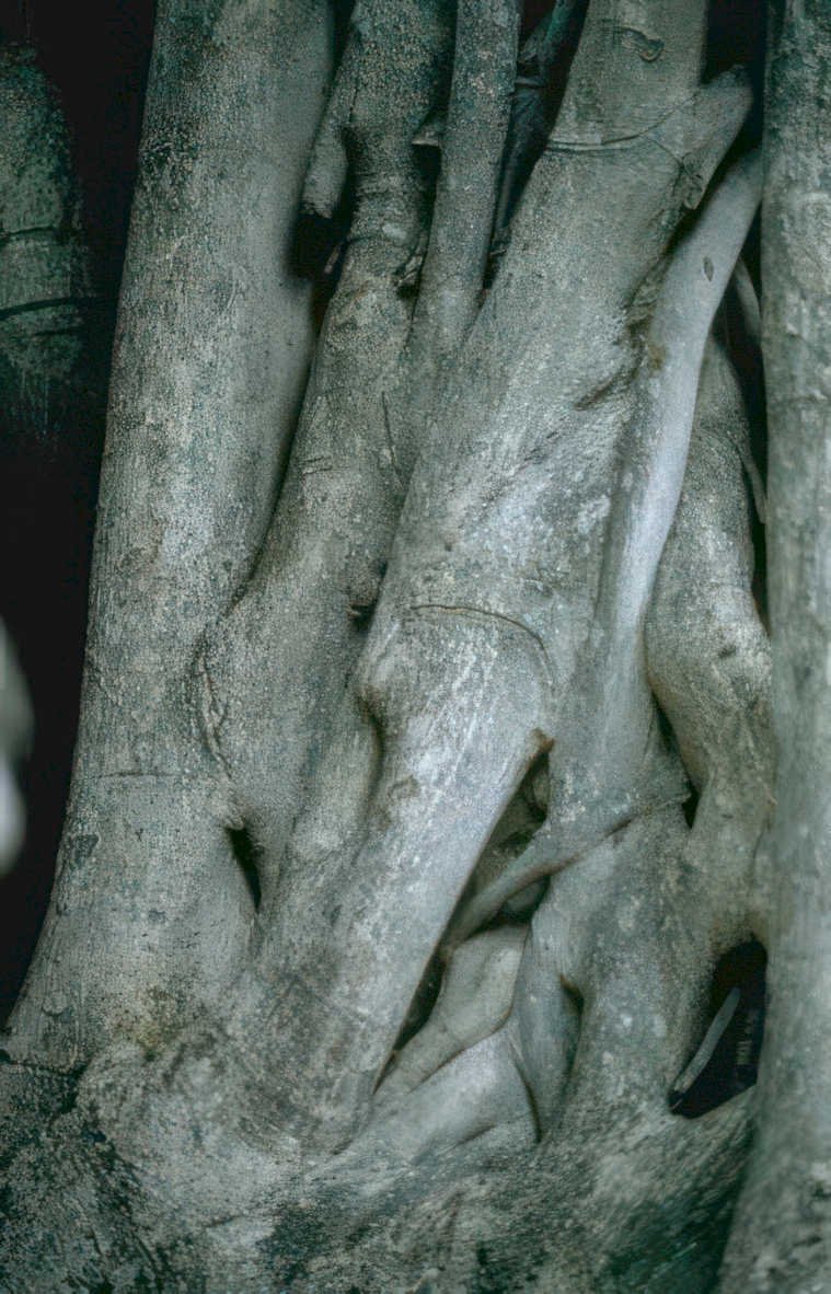 banyan roots texture Vintage A4 Photo Print