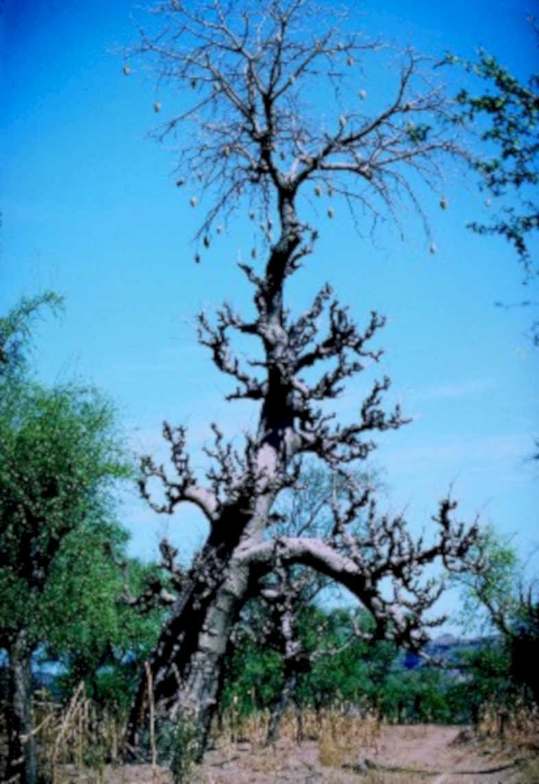 baobab tree seed1980s 1990s A4 Photo Print