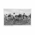 barbados cutting sugar cane bruce weatherhead Vintage A4 Photo Print
