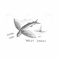 barbados flying fish dwit Vintage A4 Photo Print