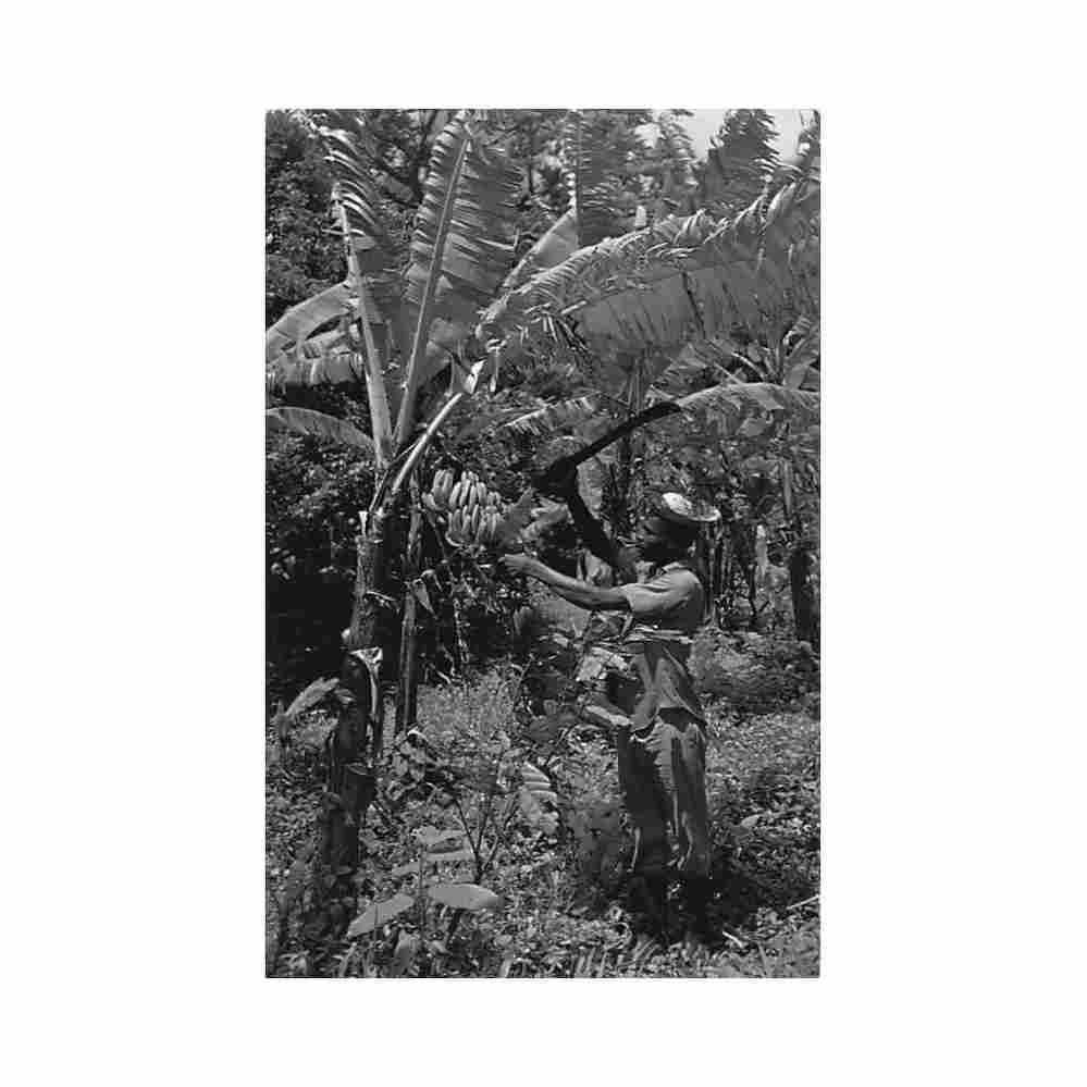 barbados harvesting bananas wayfarer bookstore Vintage A4 Photo Print