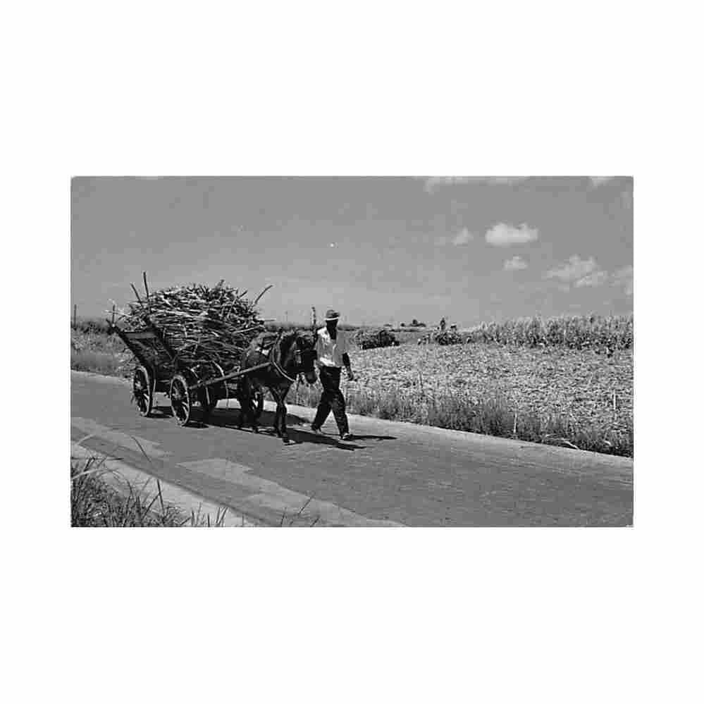 barbados native mule cart sugar cane harvest c l pitt co Vintage A4 Photo Print