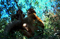 barbary macaque infant1980s 1990s A4 Photo Print