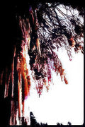 bare branches sunset Vintage A4 Photo Print