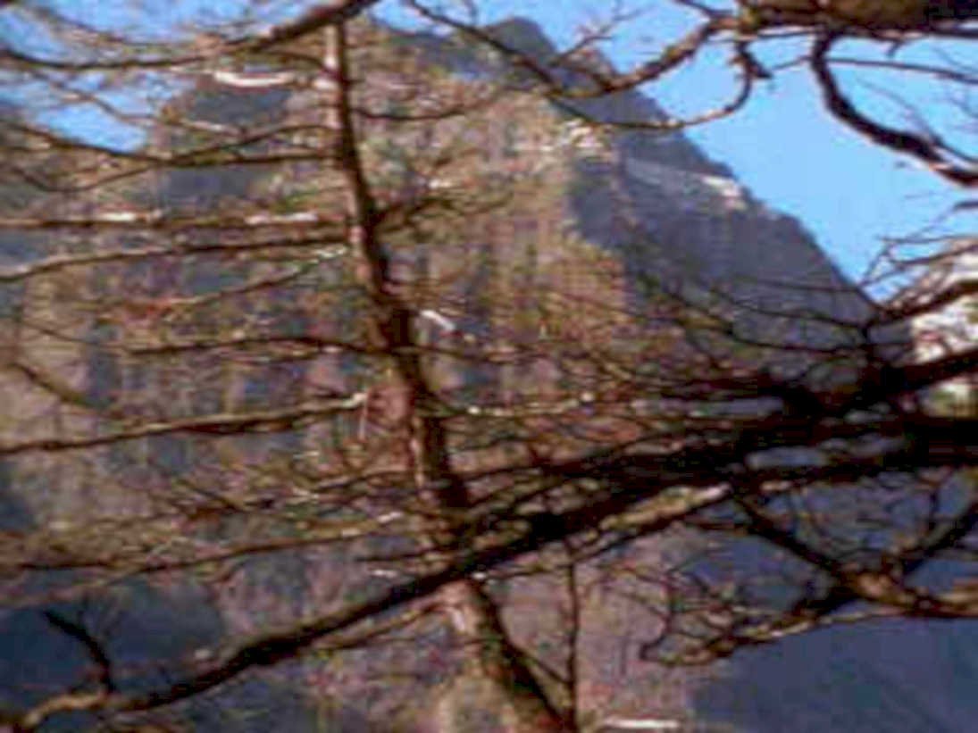 bare tree mountains1980s 1990s A4 Photo Print
