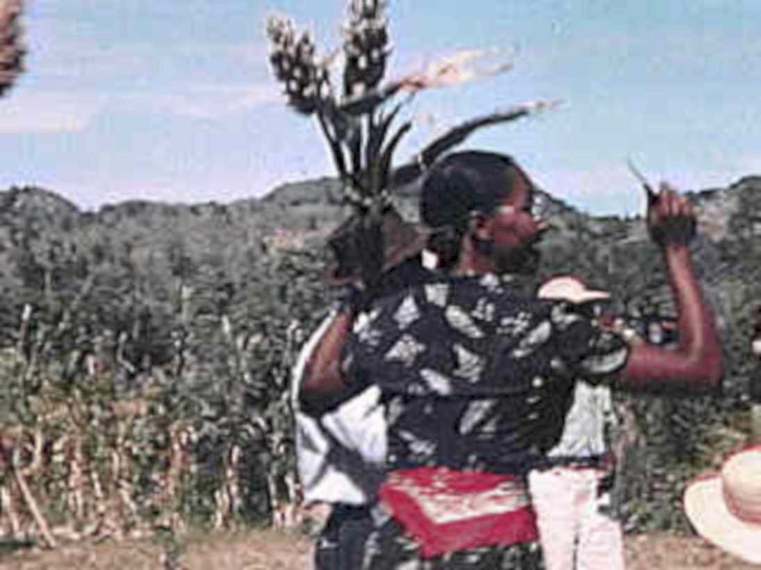 barley harvest oromo1980s 1990s A4 Photo Print