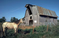 barn horse private Vintage A4 Photo Print