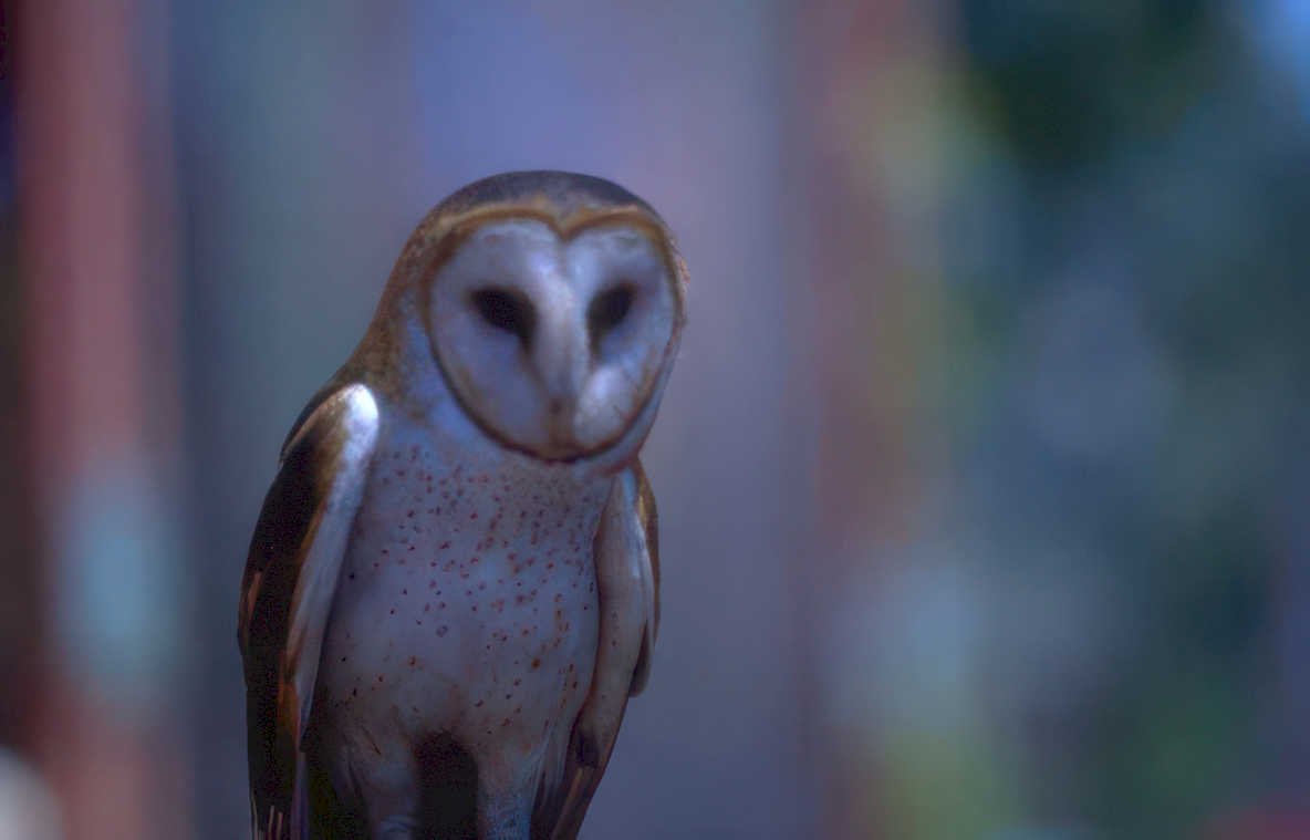 barn owl portrait 1 Vintage A4 Photo Print