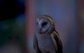 barn owl portrait 2 Vintage A4 Photo Print