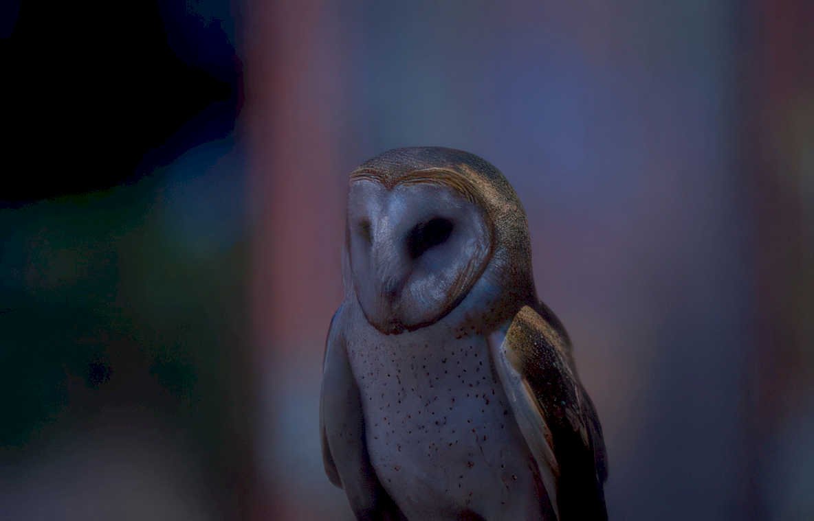 barn owl portrait 2 Vintage A4 Photo Print