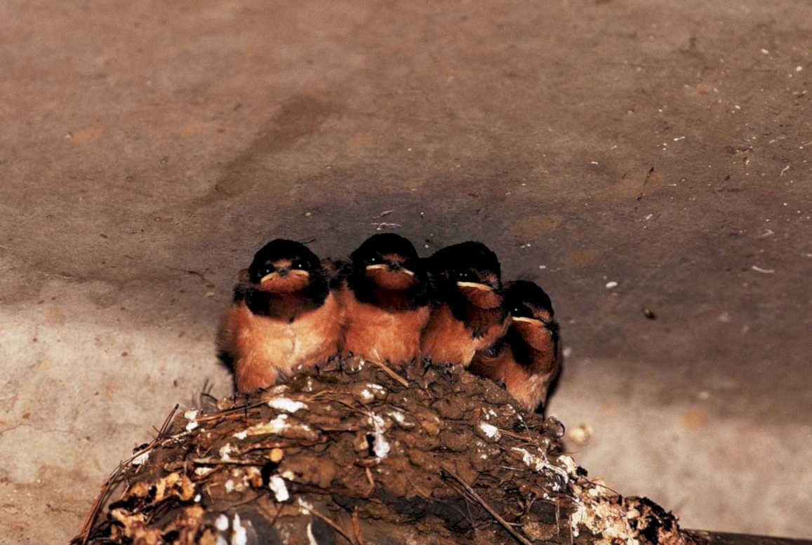barn swallows nest1980s 1990s A4 Photo Print
