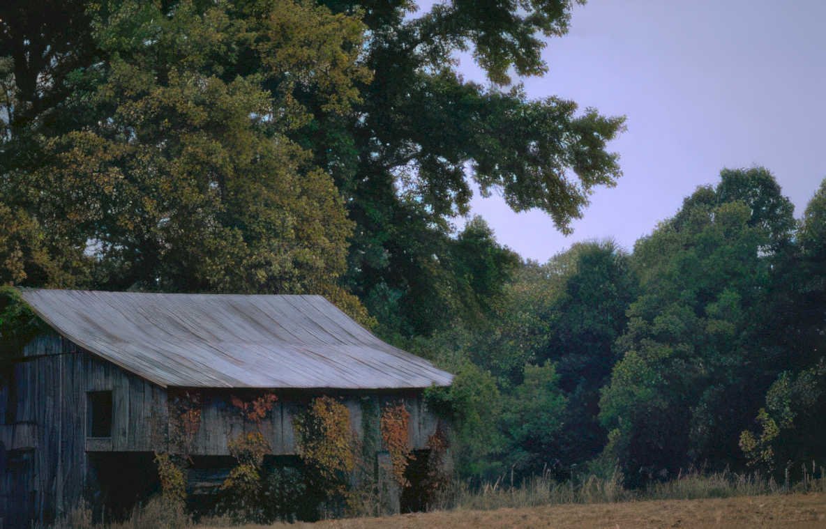 barn vine fall Vintage A4 Photo Print