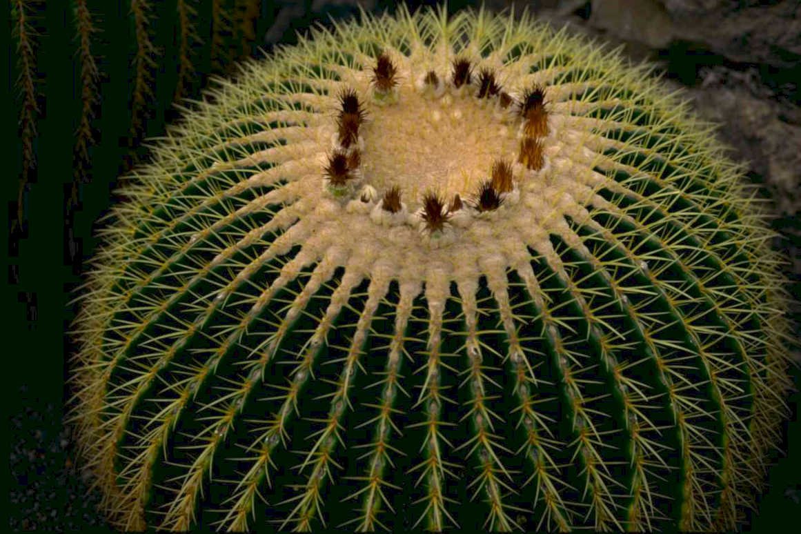 barrel cactus eg Tropical Plant 1980s A4 Photo Print