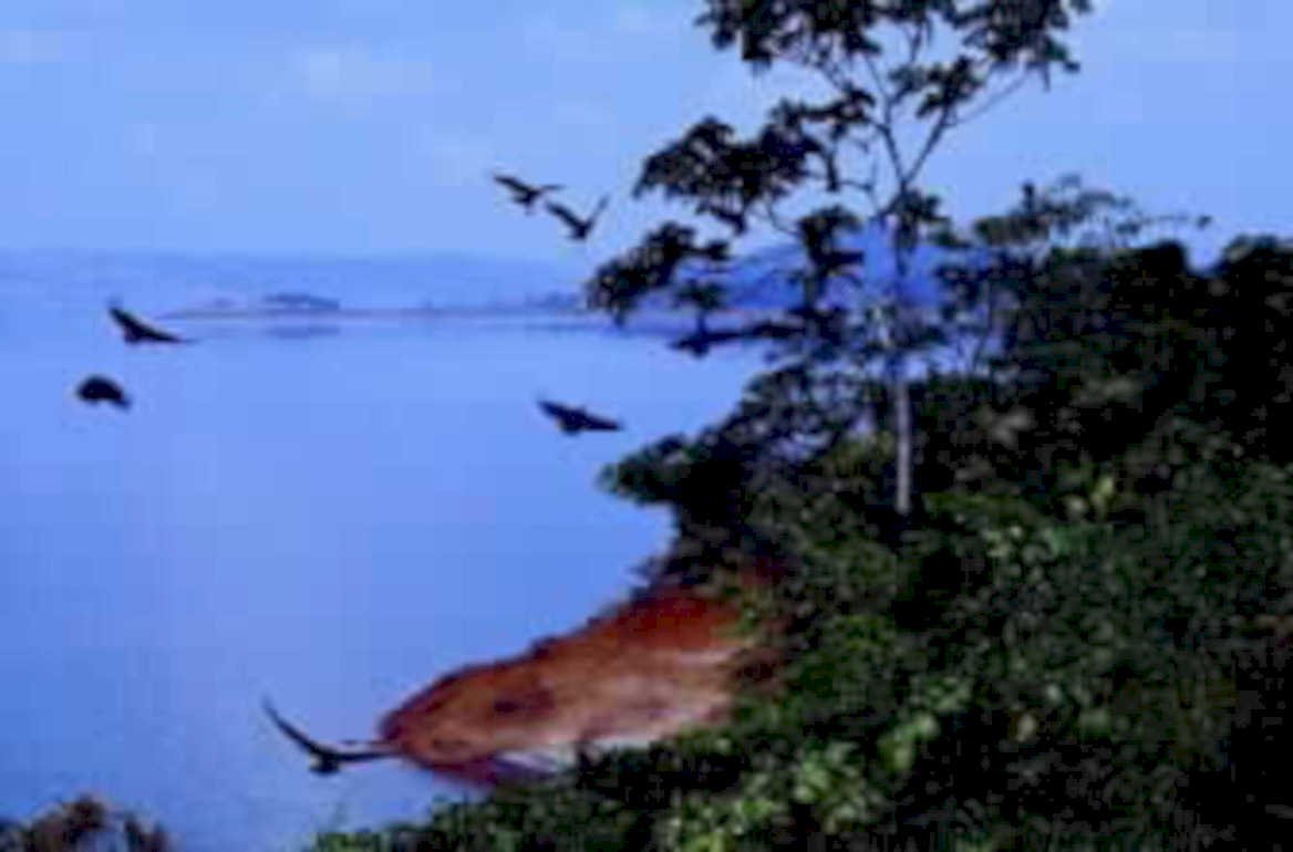 bats lake dusk1980s 1990s A4 Photo Print