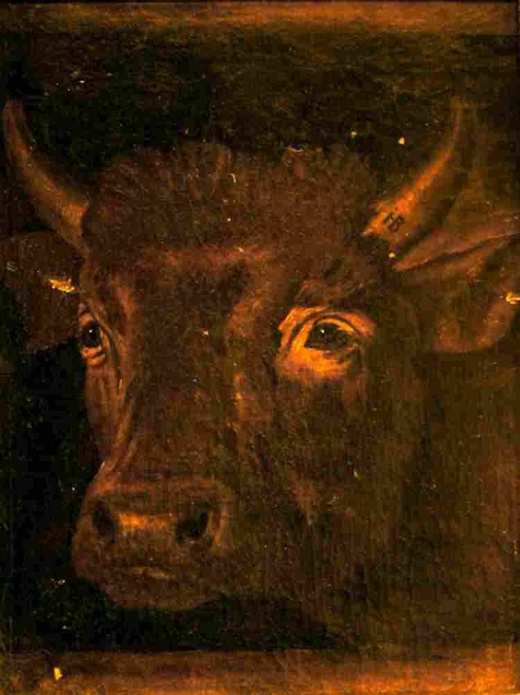 baumann j h bull s head Art A4 Photo Print