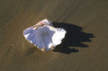 beach conch shell 1980s 1990s A4 Photo Print