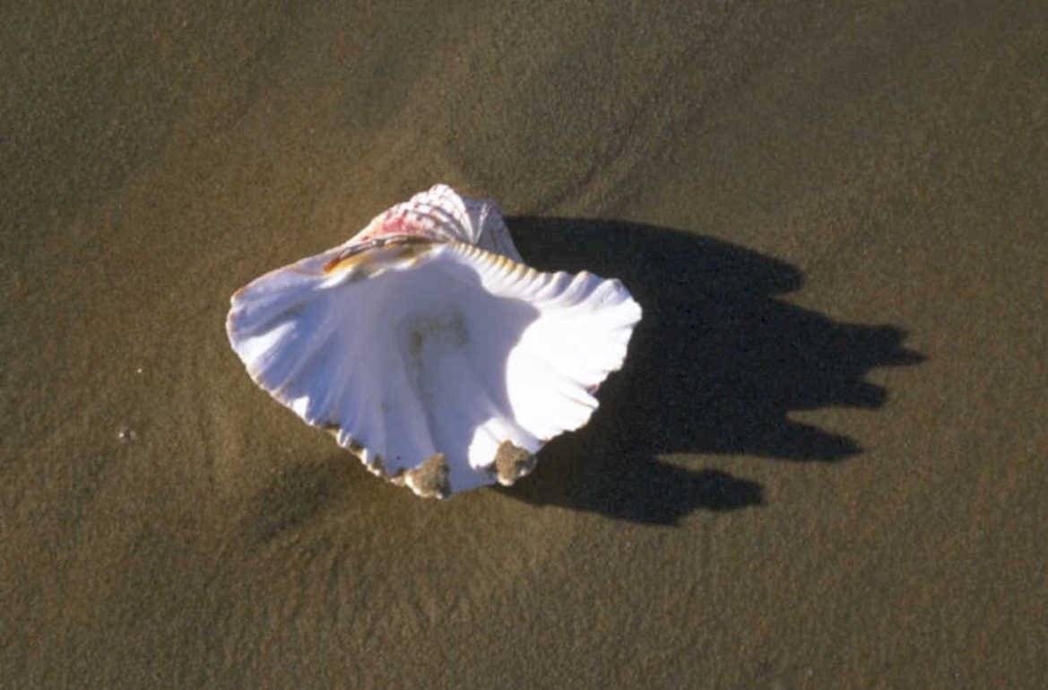 beach conch shell 1980s 1990s A4 Photo Print
