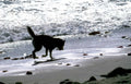 beach dog gray Vintage A4 Photo Print